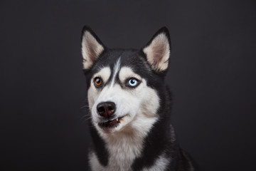 Funny bi-eyed husky dog is expose teeth in studio on the black background, concept of dog emotions