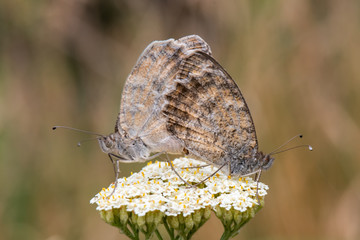 butterfly on leaf