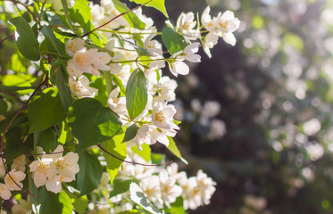 Closeup of Sweet mock-orange (Philadelphus coronarius) flowers in mild evening summer sunlight. Nature background with English dogwood flowers. Soft dreamy image.