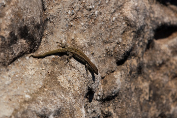 The sand lizard