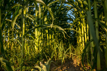 Obraz premium corn growing in the field