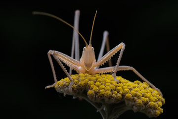 grasshopper on flower