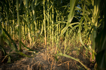 corn growing in the field