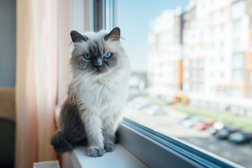 Beautiful grey cat sitting on windowsill and looking to a window