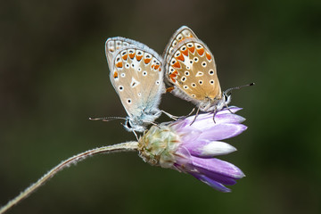 butterfly on flower