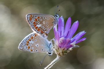 butterfly on flower