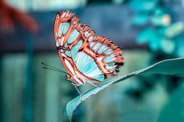 Fototapeta na wymiar Closeup beautiful Malachite butterfly (siproeta stelenes) in a summer garden