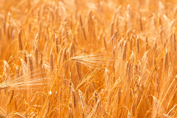Spikes of wheat in sun rays. Grain crops in the field. Agriculture, agronomy, industry concept.
