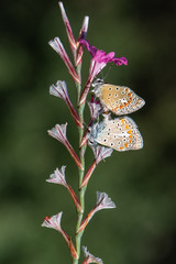 butterfly on flower