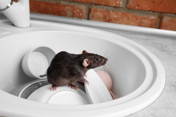 Rat in sink with dishes at kitchen. Household pest