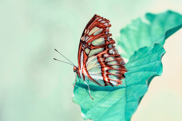Fototapeta na wymiar Closeup beautiful Malachite butterfly (siproeta stelenes) in a summer garden