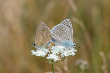 butterfly on flower
