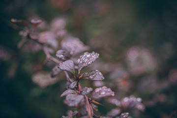 Beautiful Fall leaves with water drops after rain. Amazing Autumn colors. Blurred macro Fall foliage. Spider web closeup with rain drops on colorful Autumn leaves.