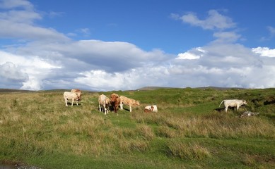 vache &eacute;cossaise