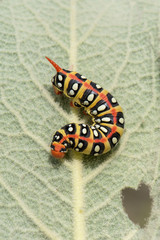 Fototapeta na wymiar caterpillar on leaf
