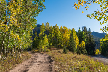 Autumn landscape of dirt road surrounded by yellow and green aspen trees along Kebler Pass Road in Colorado