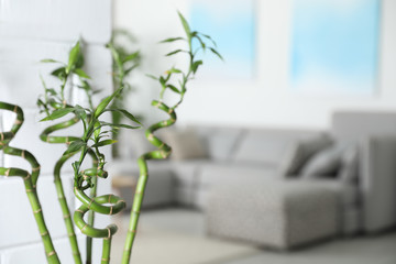 Bamboo stems in living room, space for text