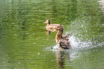 The duck landed in the water.