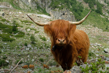 A single highland cow with big horns stands on an mountain meadow in the italian alps