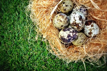 Obraz premium Quail eggs in a bird's nest on a green grass background