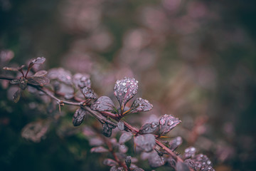 Beautiful Fall leaves with water drops after rain. Amazing Autumn colors. Blurred macro Fall foliage. Spider web closeup with rain drops on colorful Autumn leaves.
