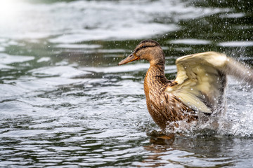 Duck takes off from a pond, wide open wings.