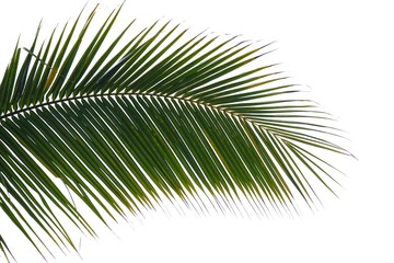 Obraz premium Tropical tree leaves with branches on white isolated background for green foliage backdrop 