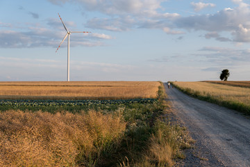 dirt road through field