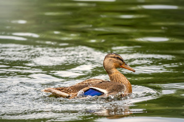Duck swims in the pond.
