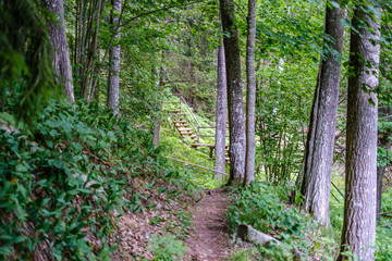 large isolated tree trunks in green forest