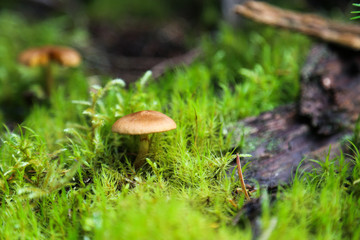 Dreamy and mystical mushroom macro - light source behind mushrooms