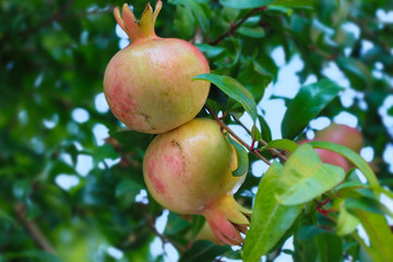 pomegranate fruit ripening