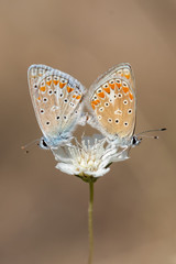 butterfly on flower