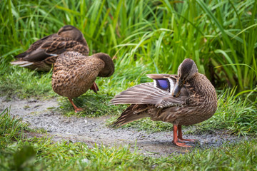 A duck stands on its paws on the shore of a pond.