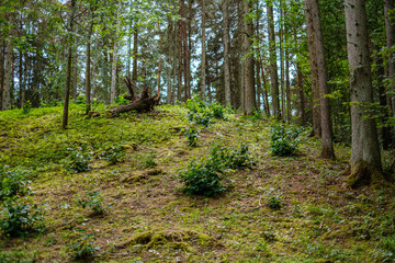 Obraz premium green summer forest foliage with leaves, grass and tree trunks