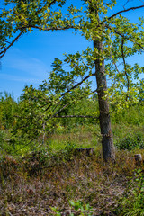 large isolated tree trunks in green forest
