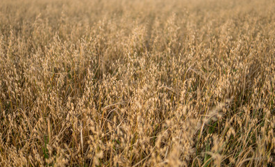 oat growing in the field