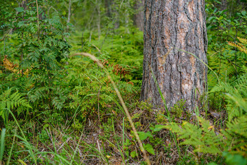 large isolated tree trunks in green forest