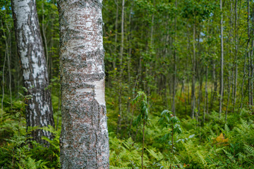 large isolated tree trunks in green forest