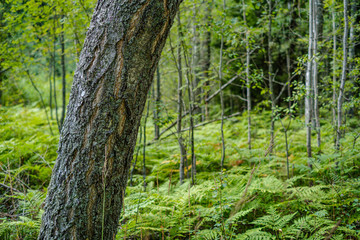 Naklejka premium duże pojedyncze pnie drzew w zielonym lesie