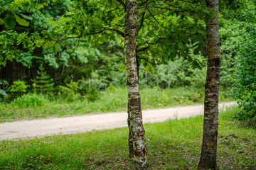dirty gravel road in green forest with wet trees and sun rays