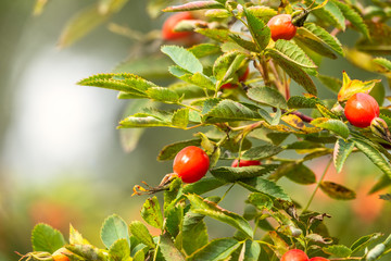 Rose hips in the sunset light.