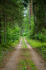 dirty gravel road in green forest with wet trees and sun rays
