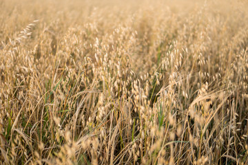 oat growing in the field