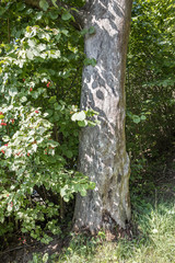 large isolated tree trunks in green forest