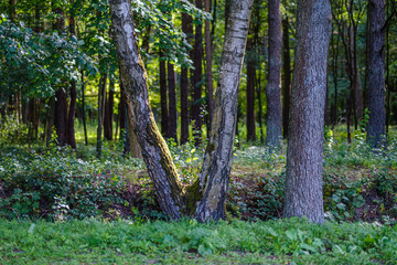 large isolated tree trunks in green forest
