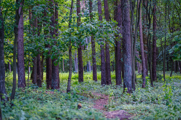 green summer forest foliage with leaves, grass and tree trunks