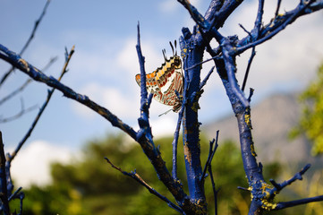 Butterfly on a dry branch in the garden.