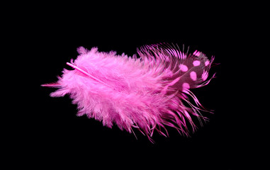 Colored bird feather isolated on black background