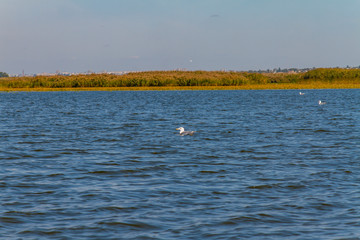 Dnieper floods on the Dnieper River